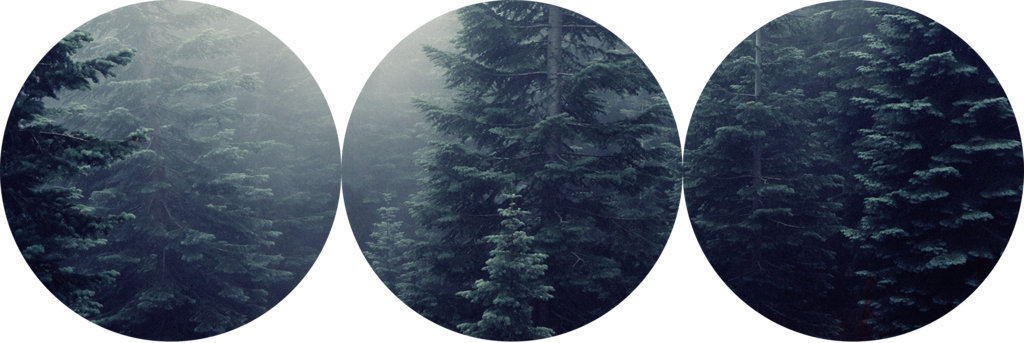 Misty Woods Tri Circle Divider F2u By Herpersona-dbltr6t - Waltzing With Wolverines By Mark Andreas (1024x343), Png Download