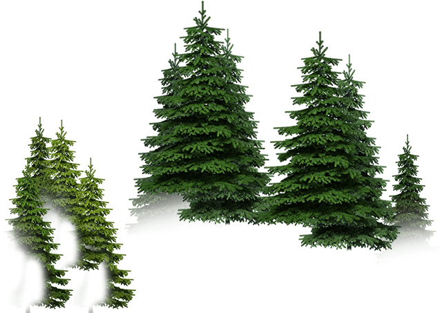 Mesa Orman Ağaç - Forest (720x720), Png Download