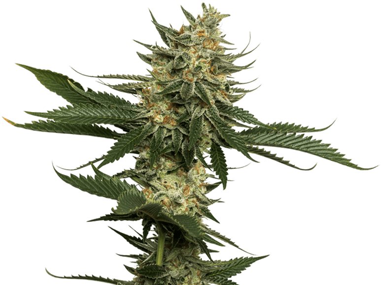 Cannabis Plant Png Banner Transparent Download - Weed Plant Png (774x594), Png Download