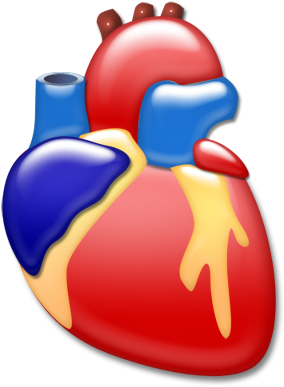 Heart Organ Png (400x400), Png Download