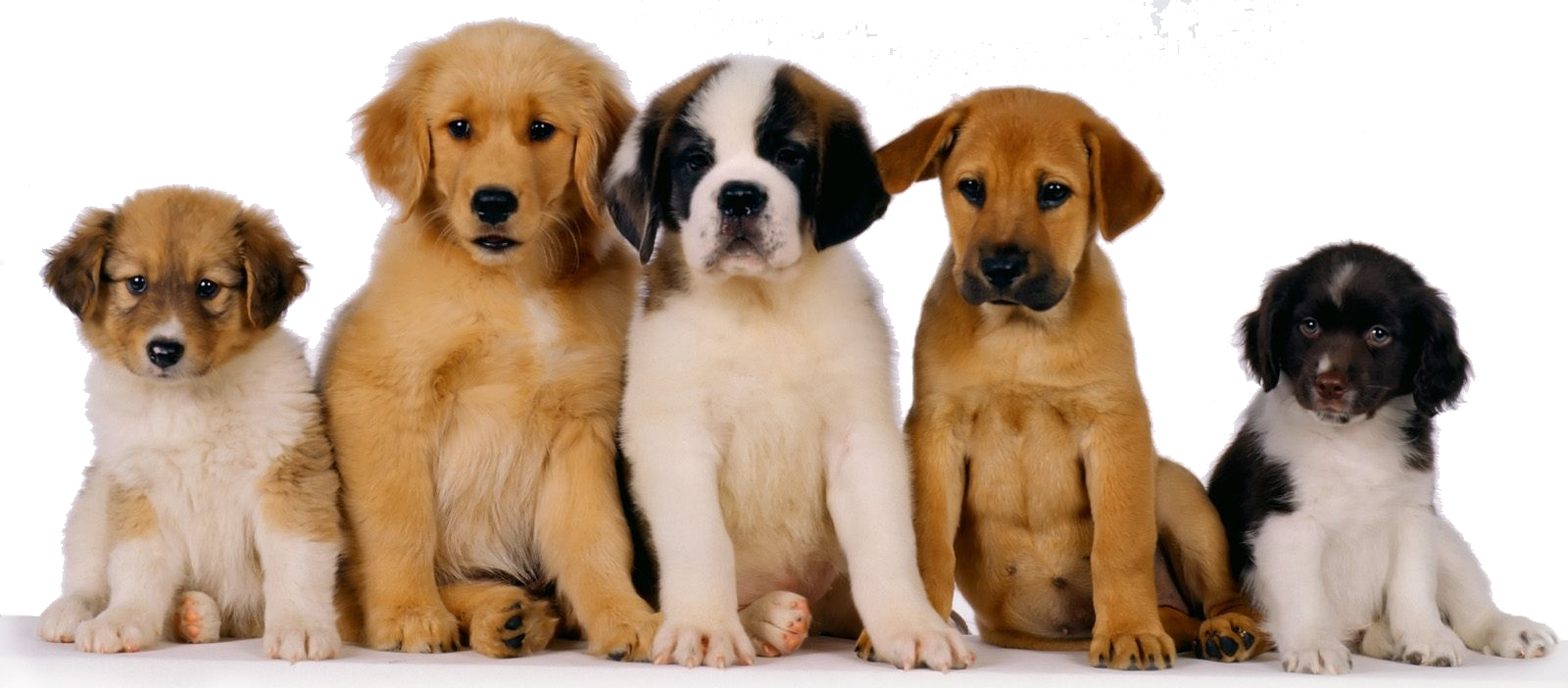 Puppies Png Photo - Pet Dog (1600x702), Png Download