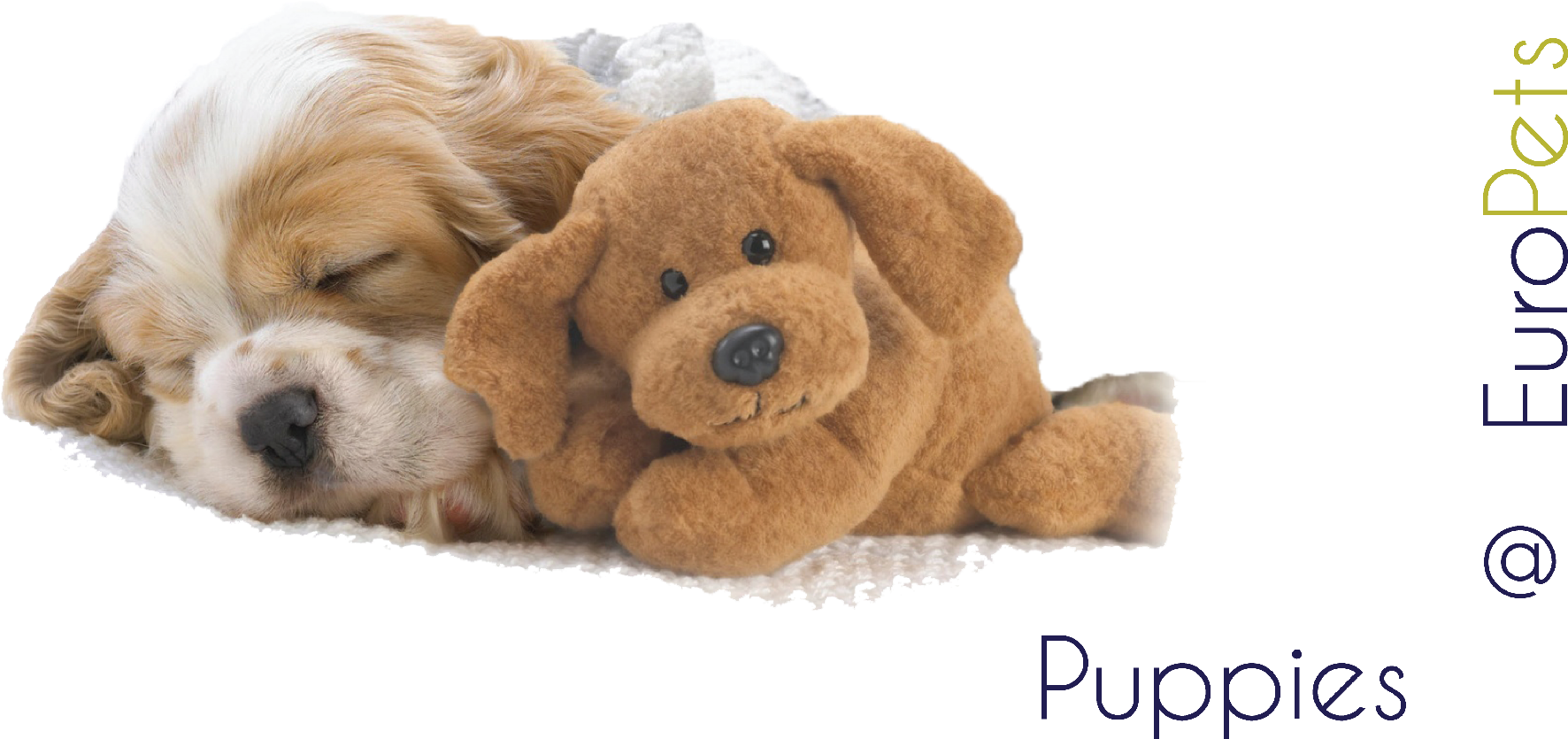 Puppies - Shih Tzu Ipad Oval Ornament (2270x1024), Png Download