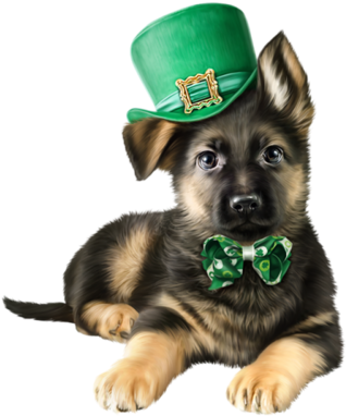 0 E7caa Ff8437a1 L - Companion Dog (347x500), Png Download