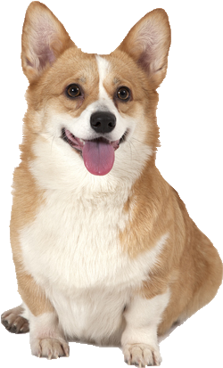 Png Royalty Free Library Pembroke Welsh Beds Collars - Pembroke Welsh Corgi Png (365x547), Png Download