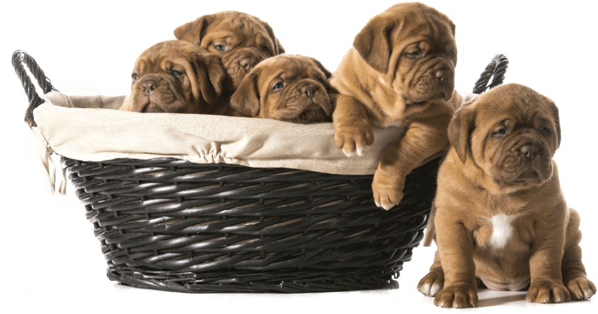 Shar Pei Puppies Png (850x451), Png Download
