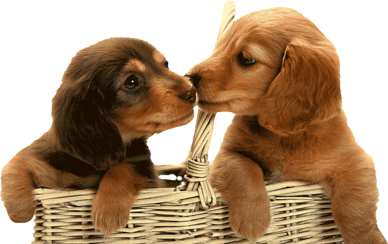 Desexing Dogs & Puppies Costs & Benefits Of Desexing - Dachshund Puppies In A Basket (800x509), Png Download
