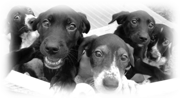 Cc Puppies - Hunting Dog (600x318), Png Download