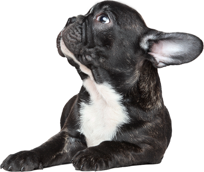 Petland Racine Cares - Dog (671x566), Png Download