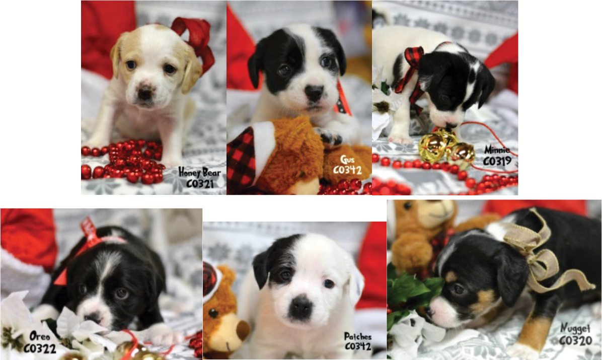 Puppies - Companion Dog (1196x715), Png Download