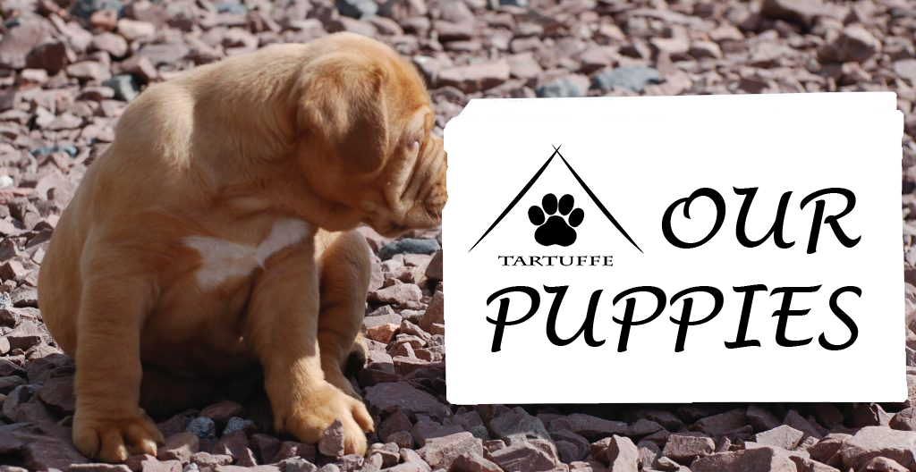 Happiness Is (strawberry) Rectangle Magnet (1024x528), Png Download