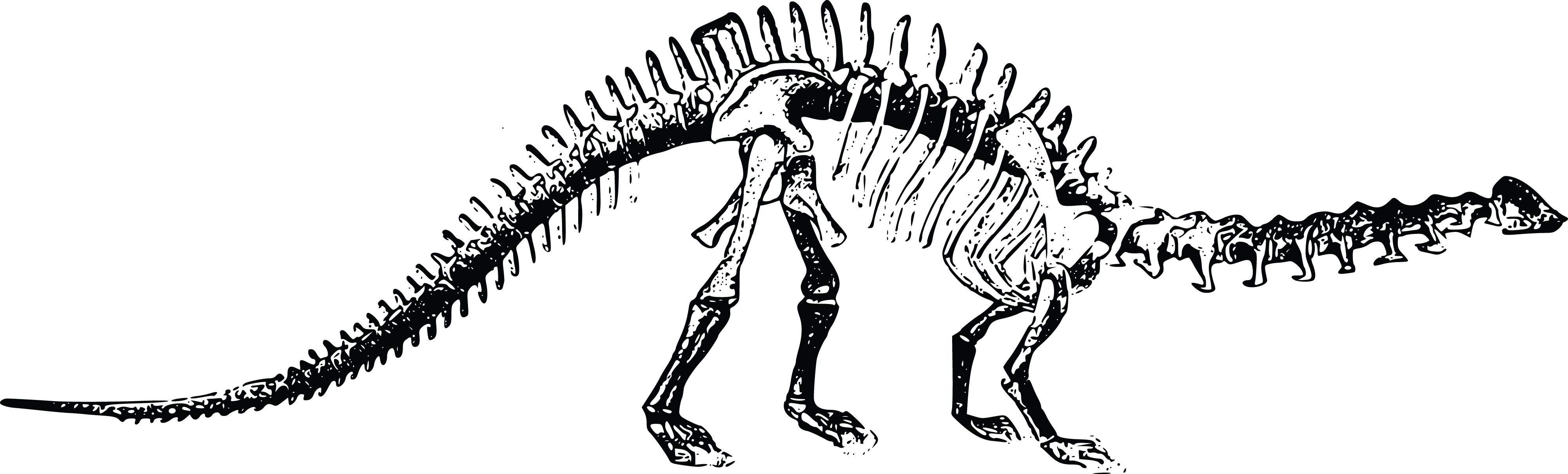 If You Were A Dinosaur, What Would You Be - Did The Dinosaurs Become Extinct (4000x1210), Png Download