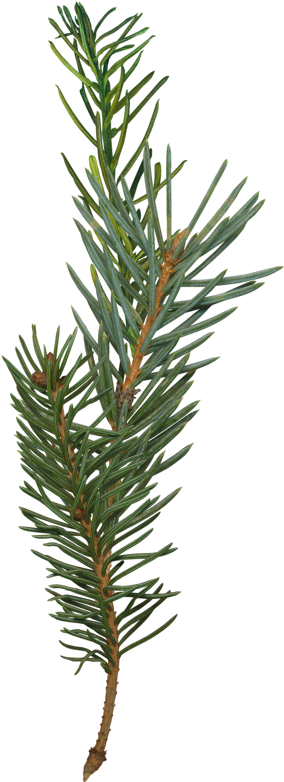 Pine Tree Branch Png - Texas Beard Company Big Thicket Beard Oil Tbc-oil-bt (691x1600), Png Download