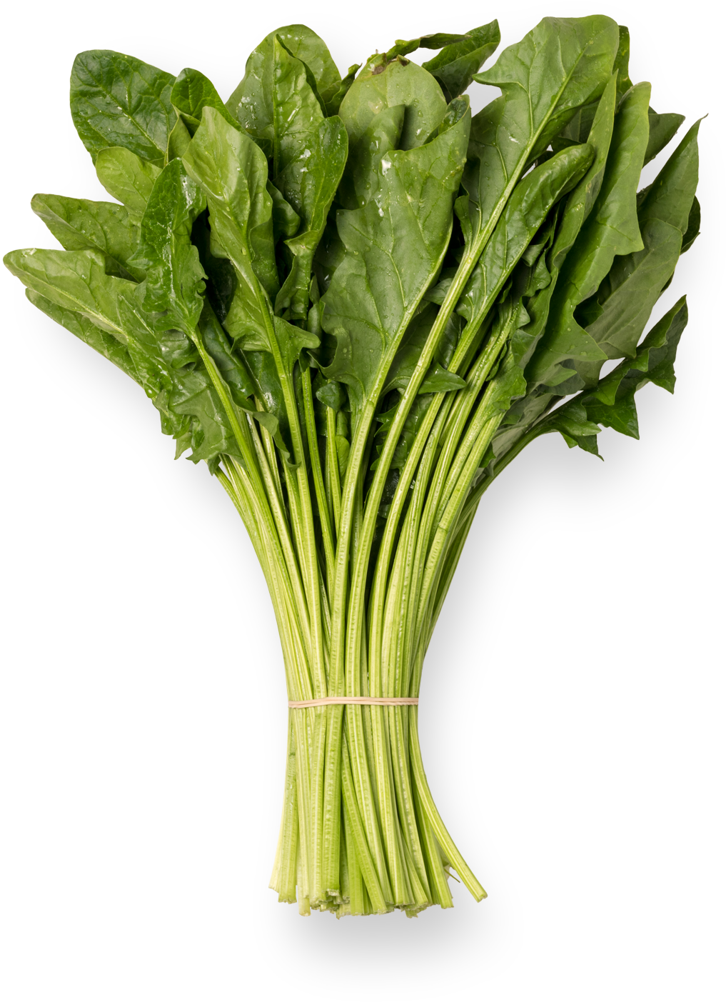 Spinach - ผัก ไฮ โดร โป นิ ก ส์ กวางตุ้ง (1500x1500), Png Download
