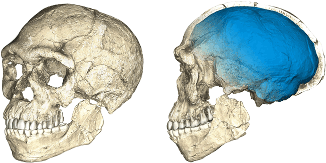 Two Skulls - Homo Sapiens Morocco (730x350), Png Download