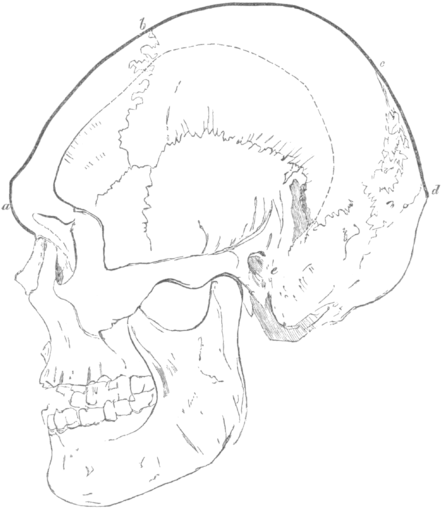 Skull Associated With Ground Flint Implements, From - Wikisource (450x522), Png Download
