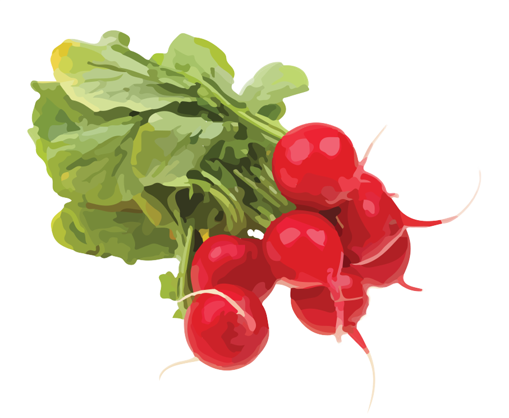 Radish - Fresh Radishes (1000x822), Png Download