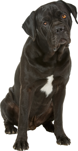 Why Choose A Cane Corso To Be The Star Of Your Ecard - Cane Corso Dog Png (258x500), Png Download