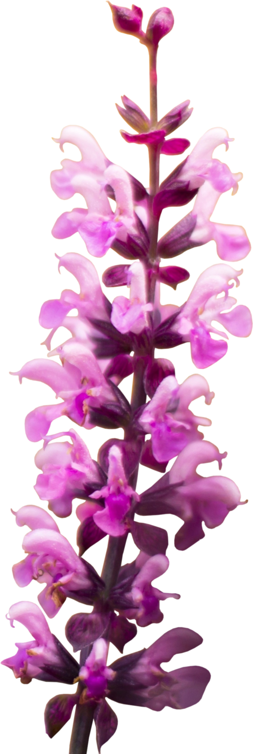 Snapdragon Flower Hq Png By Briellefantasy On Deviantart - Snapdragon Flower Clipart (517x1542), Png Download
