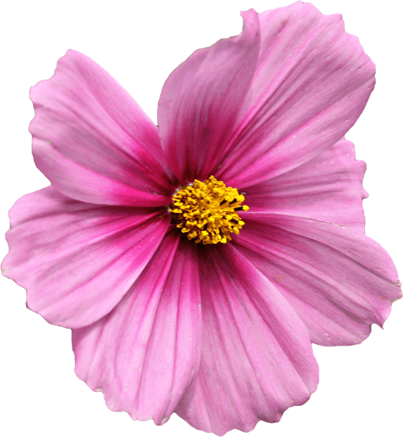 Loose - Garden Cosmos (573x621), Png Download