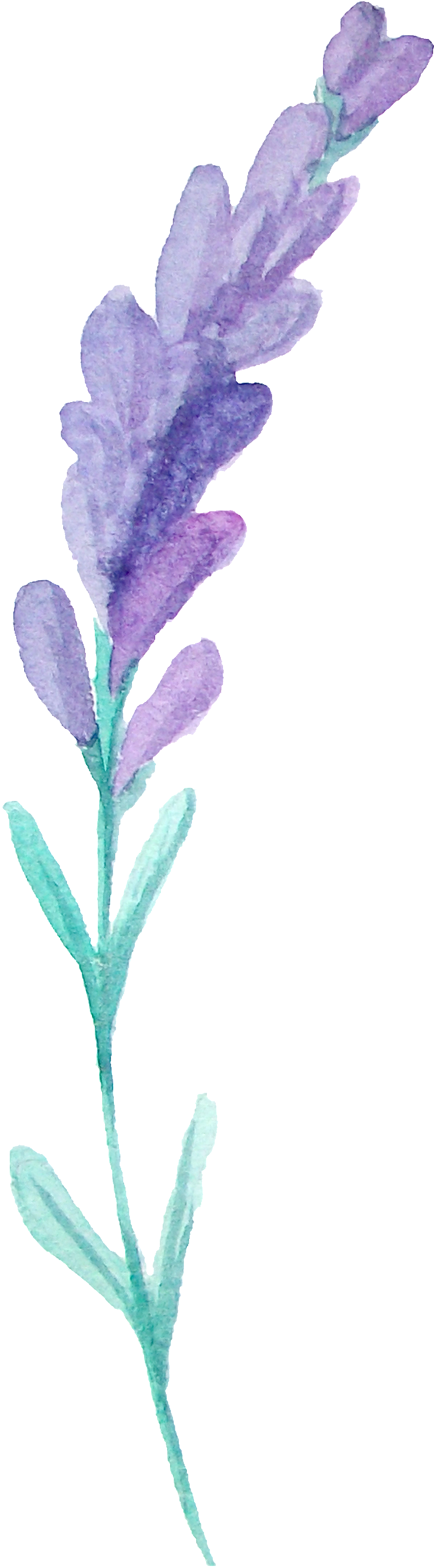 This Graphics Is Hair Flower Branches Transparent Decorative - Portable Network Graphics (1024x3452), Png Download