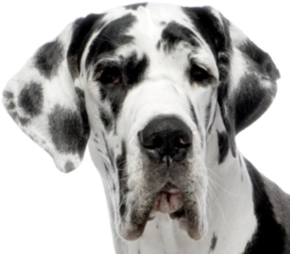 Dolmanian Dog Face Png - Great Dane Dog (600x550), Png Download
