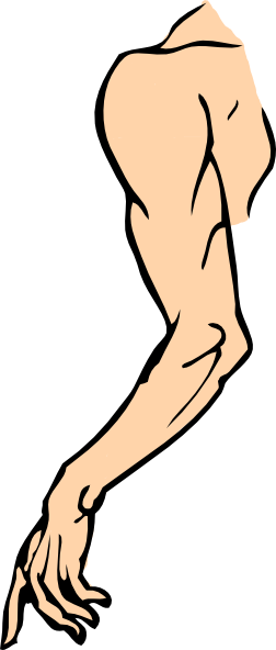 Cartoon Arms And Hands - Arm Clip Art (252x592), Png Download