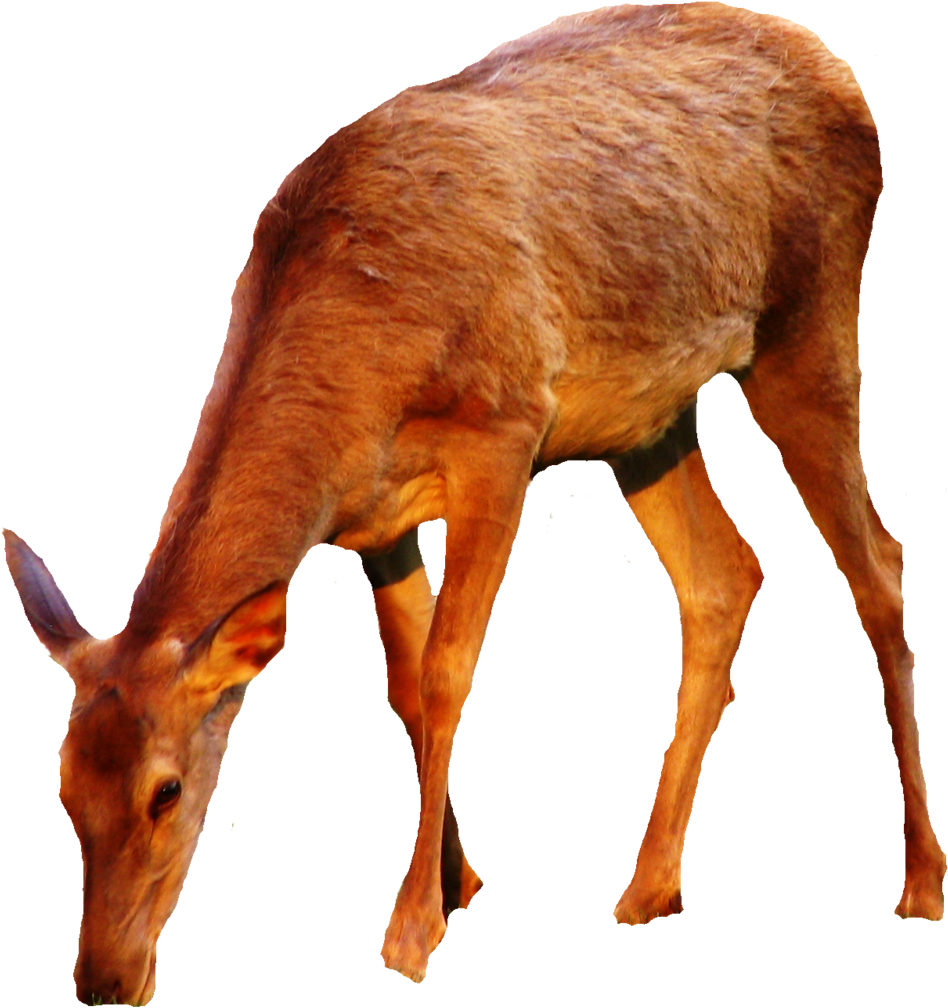 Buck Clipart Hiran - Portable Network Graphics (1024x1085), Png Download