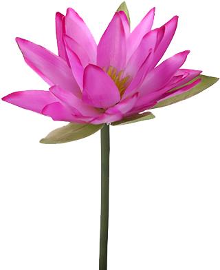 Lily Transparent Lotus - Water Lily Flower Png (500x500), Png Download