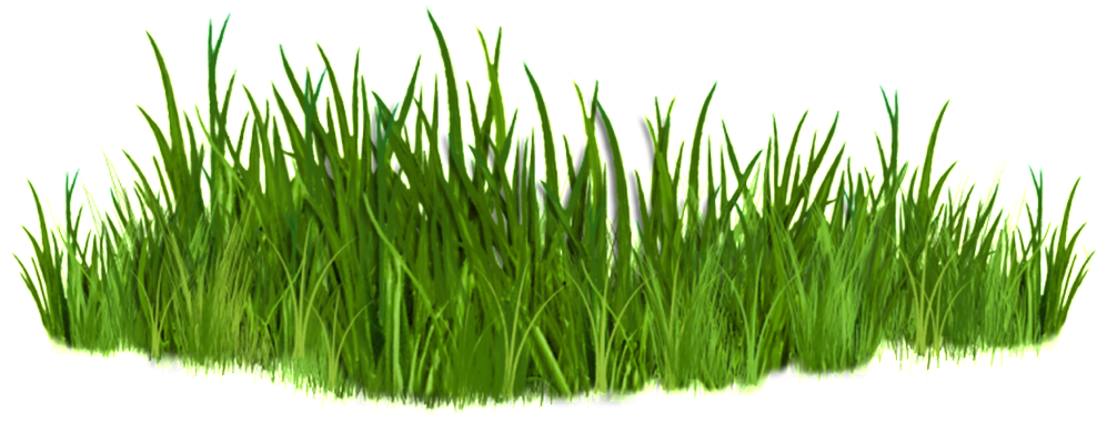 This Graphics Is Green Grass Transparent About Decoration - Grasses Clipart (1024x422), Png Download