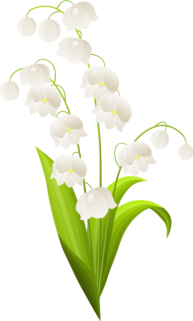 Lily Of The Valley Plant Flower Free Vector Graphic - Lily Of The Valley Flower Outline (856x1394), Png Download