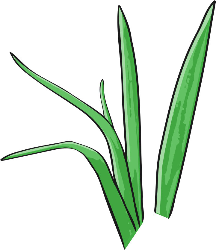 Green Grass Vector - Illustration (904x1000), Png Download