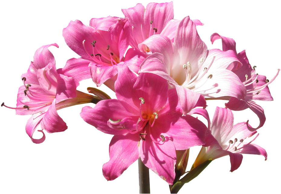 Belladonna, Lily, Flowers, Summer - Lily (960x666), Png Download