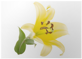 Stargazer Lily (400x400), Png Download