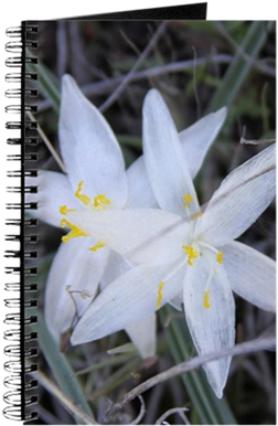 White Sand Lily Flower Journal - Phi Kappa Psi Fraternity Crest In White Wi Journal (400x400), Png Download