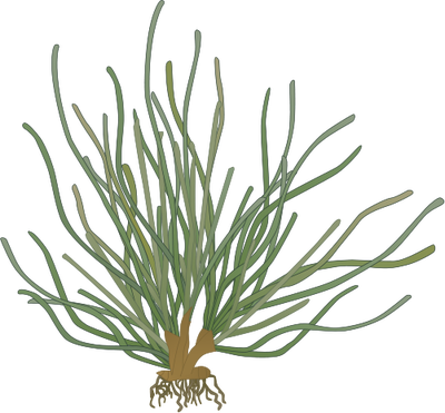 Banner Freeuse Stock Drawn Grass Seagrass - Sea Grass Illustration (400x371), Png Download