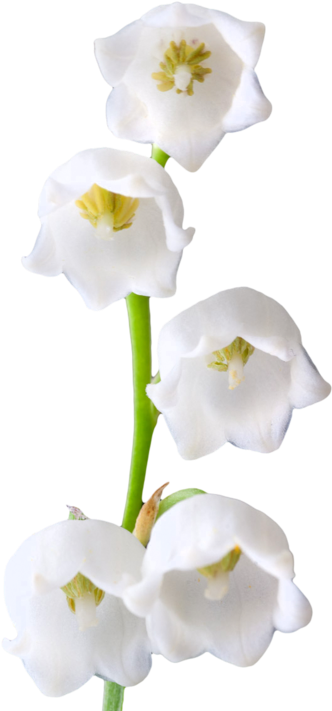 Lily Of The Valley Clipart Transparent - Lily Of The Valley Png (438x750), Png Download