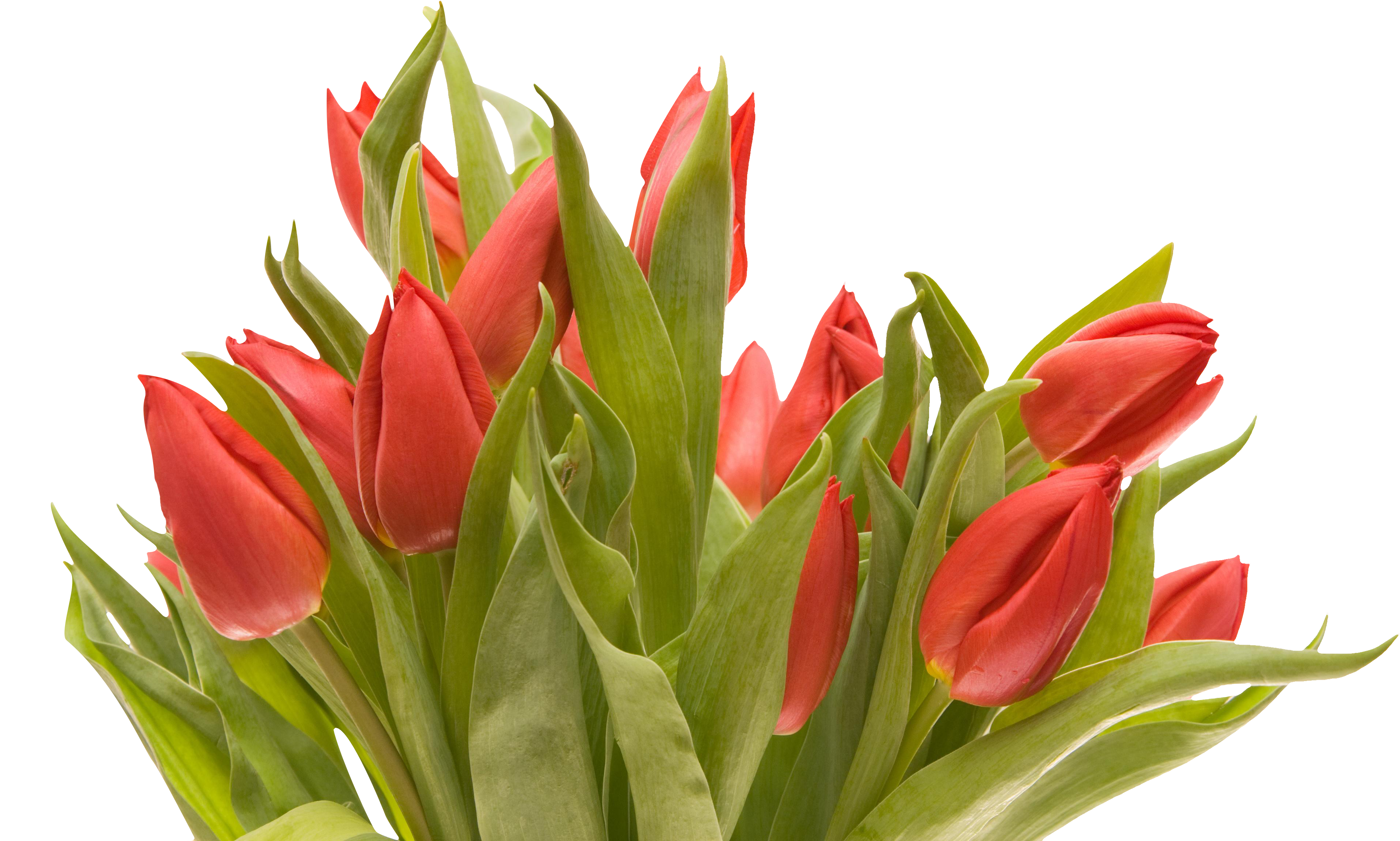 Bouquet Flowers Png - Flowers Png Tulip (3888x2592), Png Download