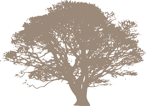 Olive Tree Black And White (600x436), Png Download