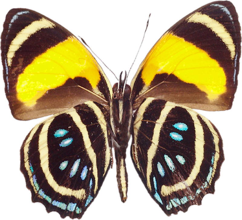 Large Butterfly (800x727), Png Download