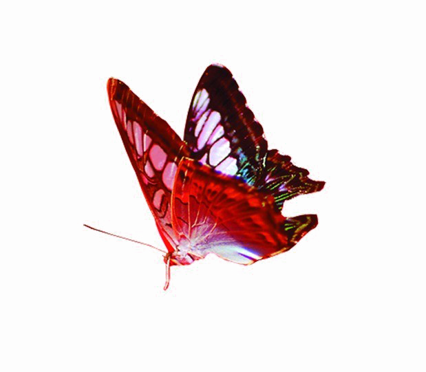 Red Butterfly Png Image Background - Transparent Red Butterfly Png (619x541), Png Download