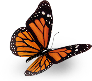 Monarch Butterfly Png - Flowers Quotes With Butterfly (500x450), Png Download