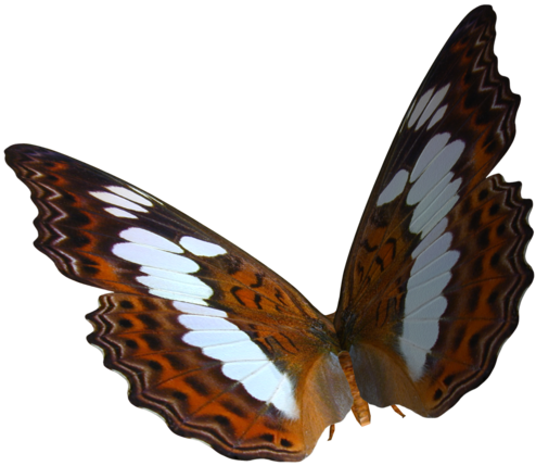 Butterfly Photoscape Clip Art - Butterfly Png (600x499), Png Download