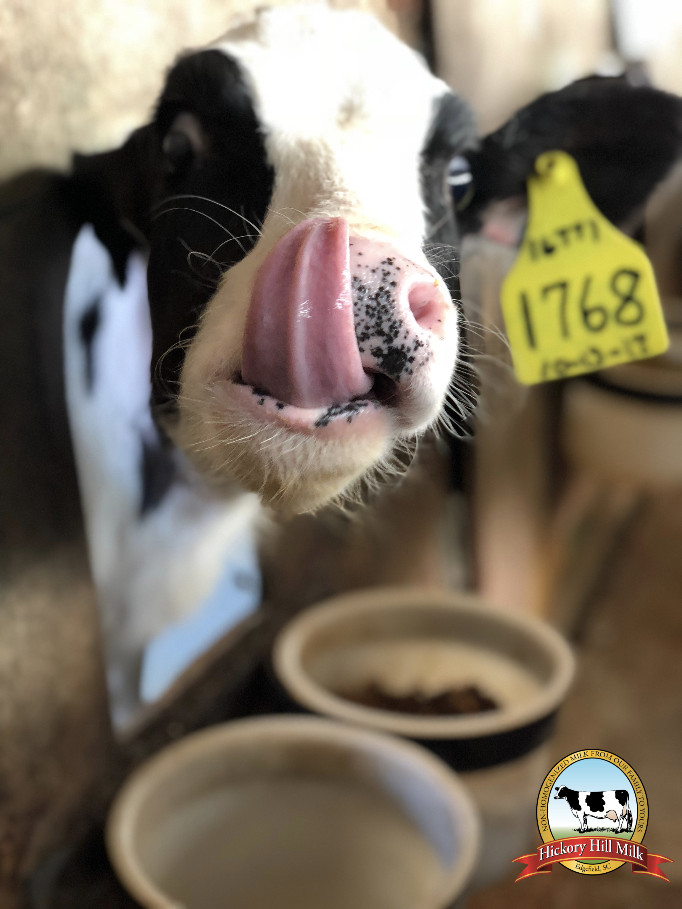 Wallpaper 5 - Dairy Cow (4096x3072), Png Download