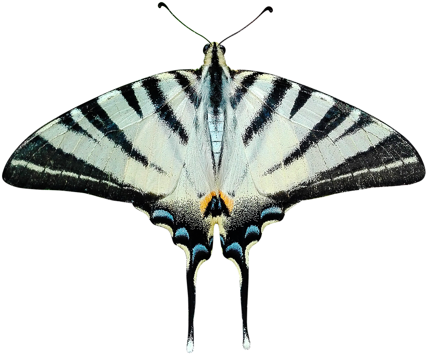 Butterfly Png Transparent Ali Moth Papilio - Moth Transparent (408x340), Png Download