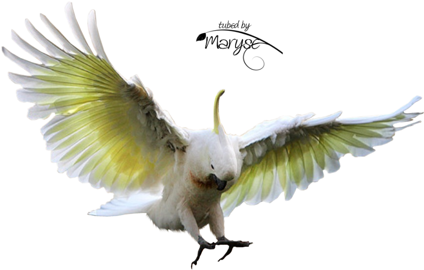 Psp Tubes Cr Ations De Maryse Tubes Animaux - Cockatoo Flying (883x577), Png Download