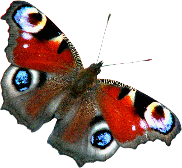 01 - Peacock Butterfly Png (767x705), Png Download