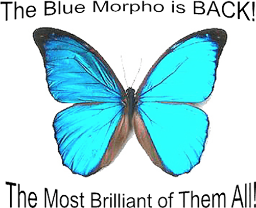 Morpho Godartii Didius, Steel Blue Morpho - Unmounted Butterfly (500x453), Png Download