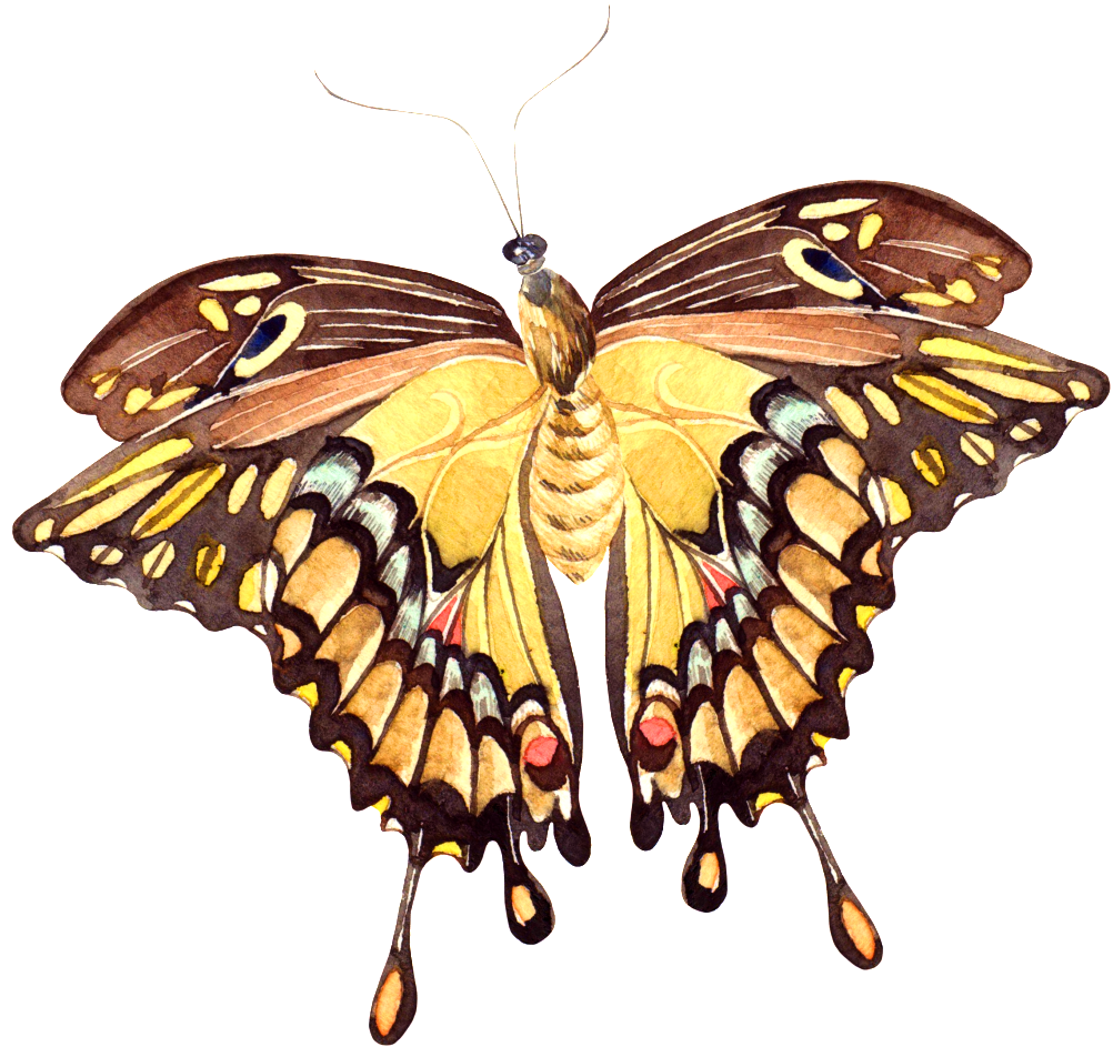 Hand Painted A Vivid Butterfly Png Transparent - Watercolor Painting (1024x988), Png Download