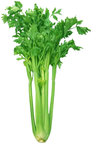 Celery - Celery Stalk (500x500), Png Download