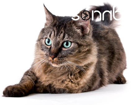 My Favourtie Cats - Cat (422x339), Png Download